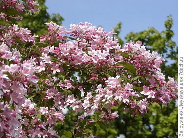 Кольквиция декоративная форма Pink Cloud, фото сайта www.flora-company.ru