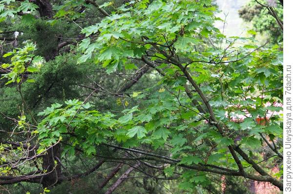 Holly Maple