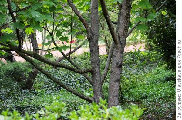 Holly Maple