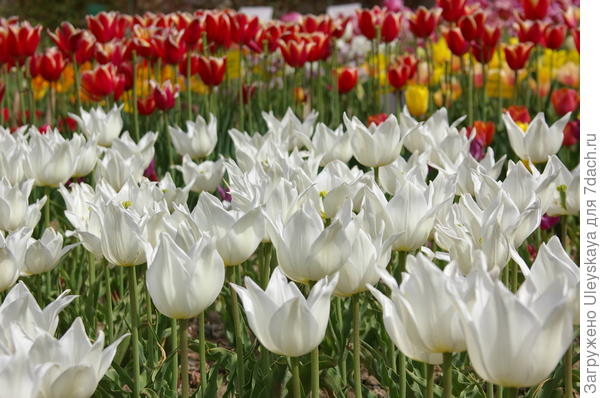 Белоснежный сорт Ballade White в Никите