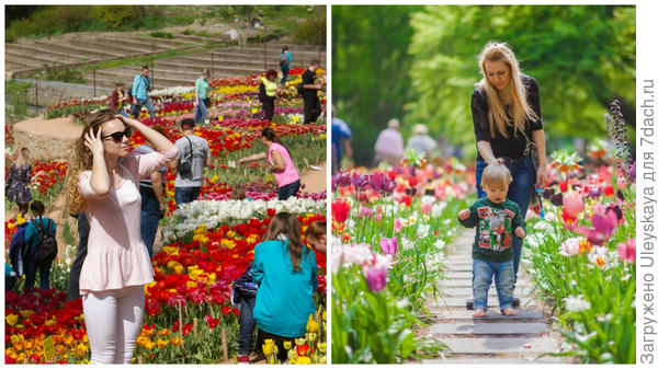 Слева тюльпаны в Саду, справа тюльпаны в Кёкенхофе, фото сайта tuizm.ru