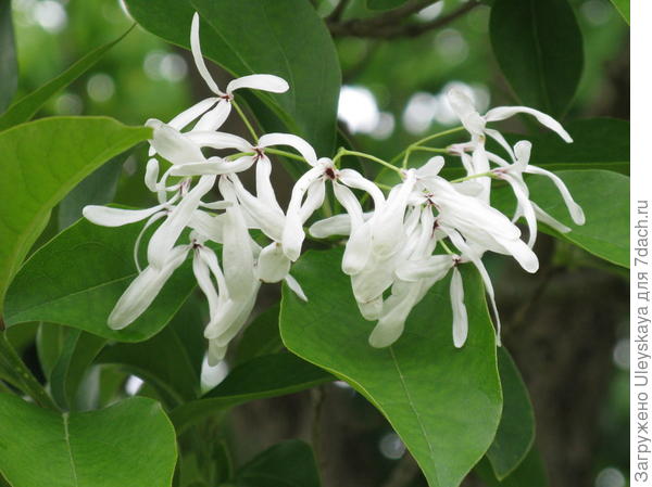 Хионантус притупленный, цветки, фото сайта commons.wikimedia.org