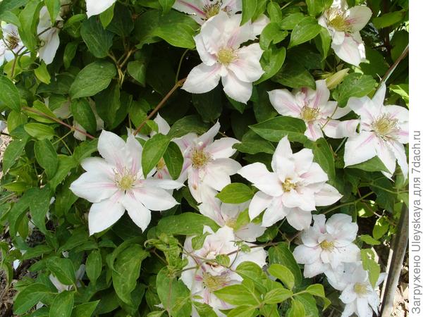 Мелкоцветковый клематис - белое облако в саду. | Klumba-plus | Дзен