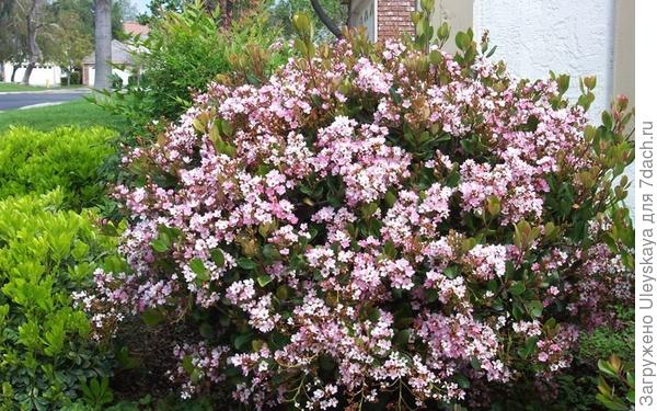 Рафиолепис индийский Eleanor Tabor, фото сайта www.gardenerdirect.com