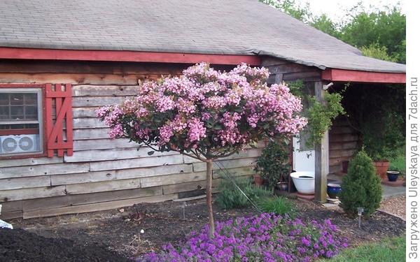 Рафиолепис индийский как штамбовое деревце, фото сайта www.gardenerdirect.com