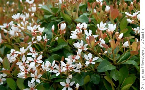 Рафиолепис индийский Snow White, фото сайта www.gardenerdirect.com