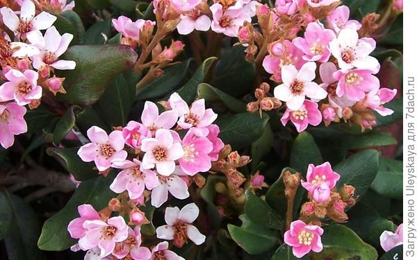 Рафиолепис индийский Calisto фото сайта www.gardenerdirect.com
