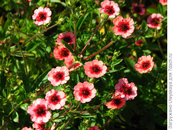 Лапчатка непальская Miss Willmott, фото сайта commons.wikimedia.org