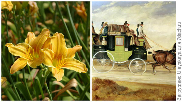 Слева цветок сорта Stagecoach, справа старинный дилижанс, фото сайта vk.com