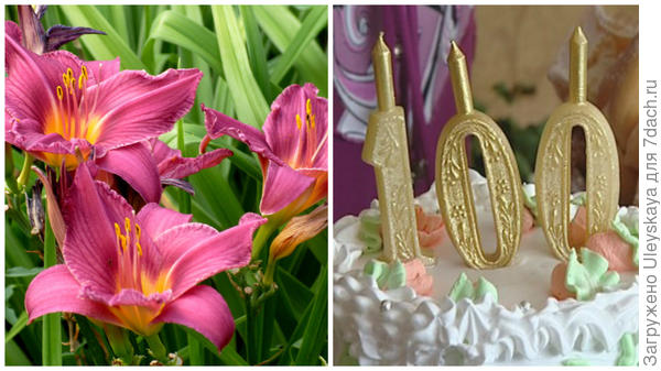 Цветок сорта Hundredth Anniversary в моем объективе, праздничный торт, фото сайта www.gtrk-saratov.r
