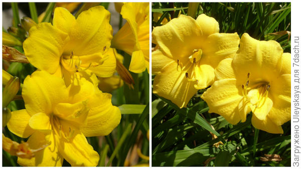 Лилейник гибридный сорт Yellow Bouquet