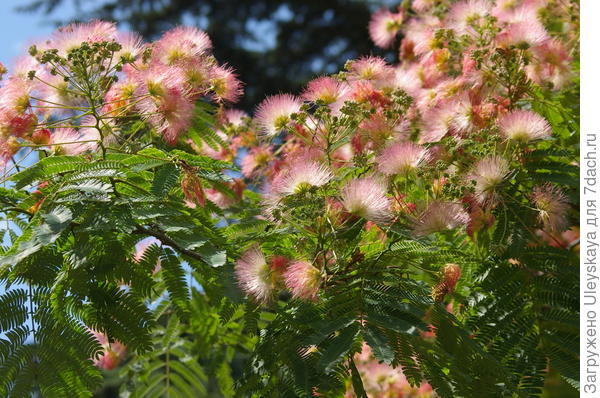 Цветет ленкоранская акация