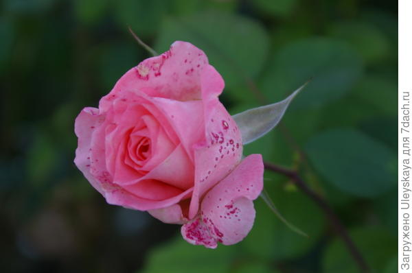 Роза в октябре, нижние лепестки можно удалить