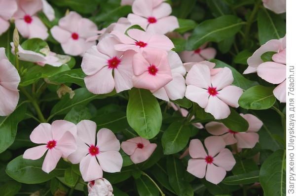 Катарантус розовый