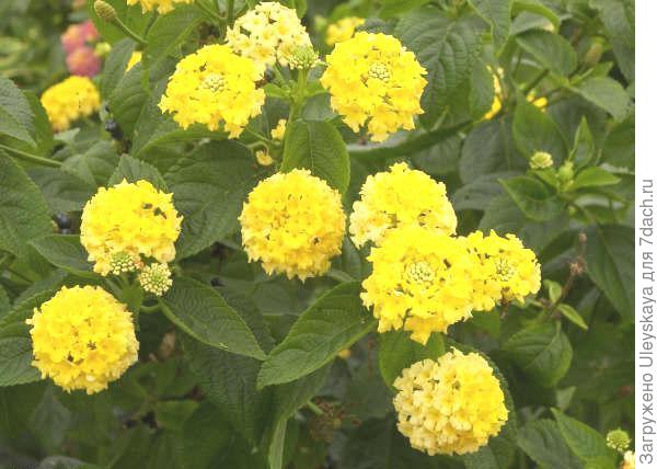 Лантана камара сорт Goldsonne фото сайта www.northforkgreenhouse.com