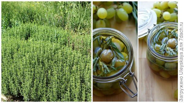 Полынь эстрагон, использование его при консервировании, фото сайта xcook.info