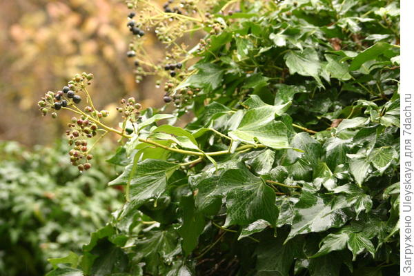 Плющ обыкновенный сорт Green Ripple плодоносит в на Южном берегу Крыма