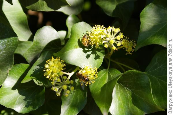 Цветет плющ обыкновенный на Южном берегу Крыма