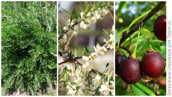 Принсепия одноцветковая, общий вид, фото сайта en.wikipedia.org; цветущая ветвь, фото сайта www.asianflora.com; плоды, фото сайта www.ebay.co.uk