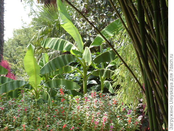 Бальзамин бальзаминовый на переднем плане