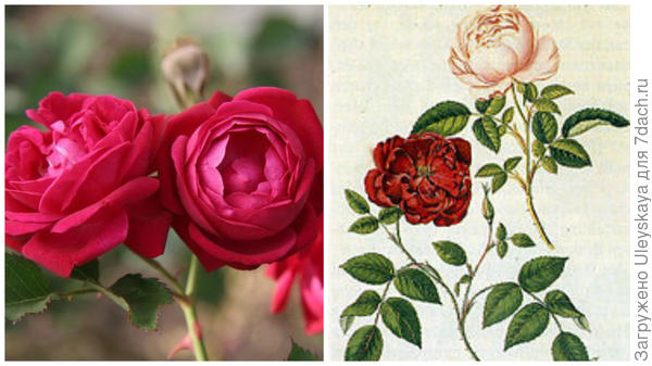 Rosa Slaters Crimson China, фото сайта pinterest.com; китайские розы, фото сайта en.wikipedia.org