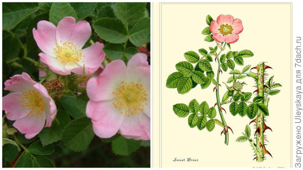 Rosa eglanteria, фото сайта, georgiavines.com, рисунок, фото сайта etsy.com