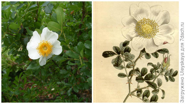 Старинная роза Rosa bracteata в моем объективе, рисунок, фото сайта wikiwand.com