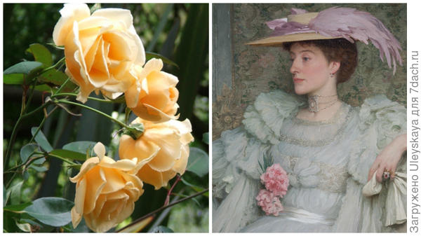Чайная роза сорт Lady Hillingdon, фото сайта mooseyscountrygarden.com, леди Хиллингтон, фото сайта mallettantiques.com