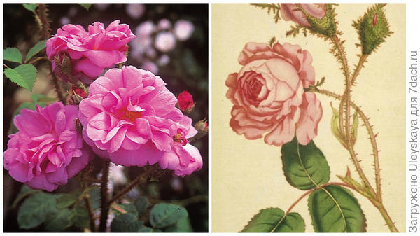 Rosa Common Moss фото сайта classicroses.co.uk, моховая роза, фото сайта bugsandbeasts.com
