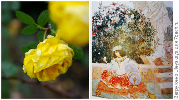 Старинная роза Rosa foetida Persiana, персидские розы гравюра, фото сайта gulsha.com