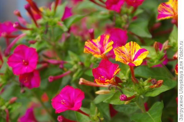 Цветет мирабилис