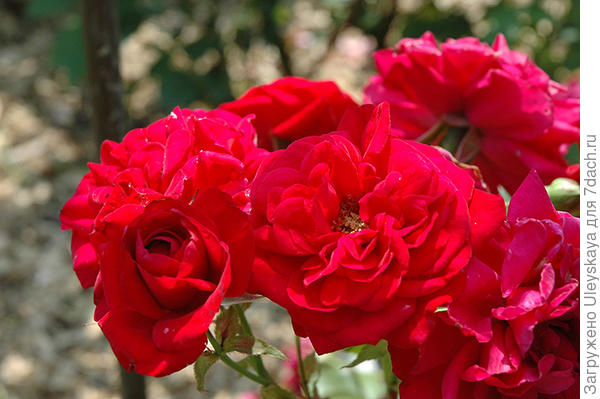 Роза Кордеса сорт Illusion, фото сайта plants.gardensupplyco.com