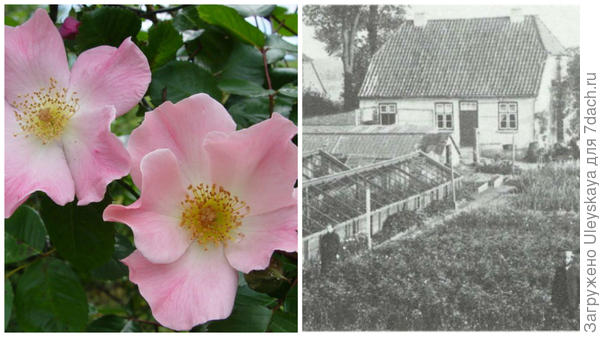 Роза сорт Sparrieshoop, фото сайта www.rossroses.com.au, хозяйство Кордесов в 1900 году фото сайта newflora.com