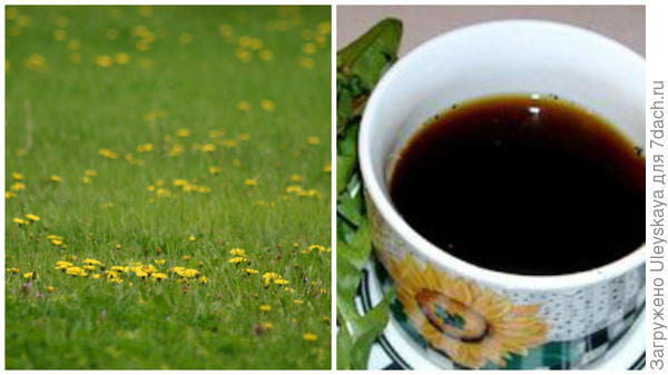 Растение заменитель кофе. Кофе из одуванчиков. Кофе из корня одуванчика. Одуванчики кофейный напиток. Корень одуванчика вместо кофе.