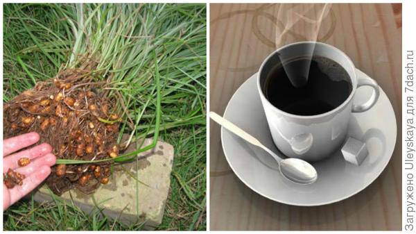 Растение заменитель кофе. Сыть съедобная. Кофейная сыть. Суррогат кофе из подсолнечного. Травы на замену кофе.