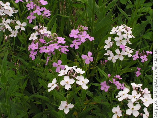 Гесперис матроны, фото сайта www.floristtaxonomy.com