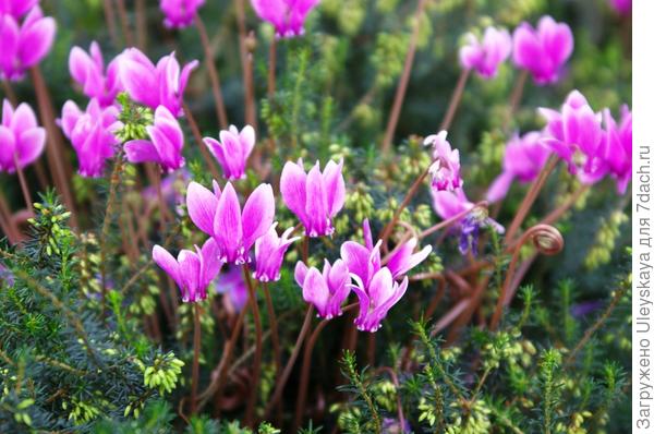 Цикламен пурпурный среди эрики румяной