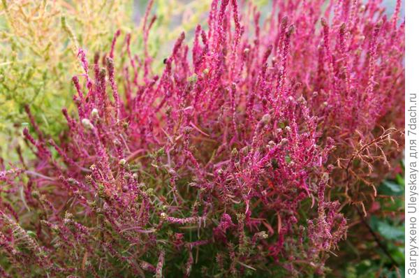 Кохия венечная