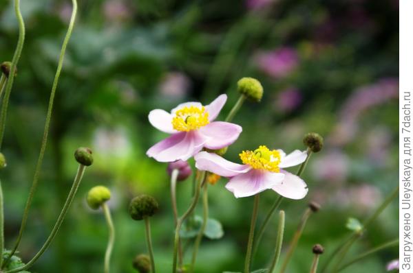 Ветреница гибридная Elegans