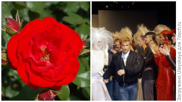 Роза сорт Montana, фото сайта floribunda.ru, Клод Монтана - французский модельер, фото сайта Vanity Fair