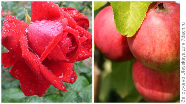 Роза сорт Duftwolke и ароматное яблоко