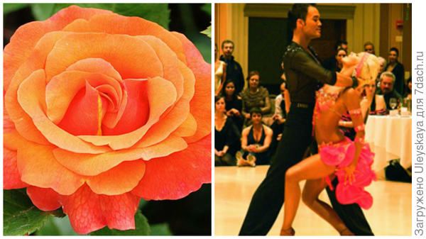 Роза сорт Mambo, фото сайта shop.greensib.ru и зажигательный танец мамбо, фото сайтаiml.jou.ufl.edu