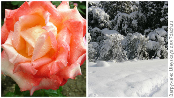 Роза сорт Frohsinn и замерзший Сад, розы укрытые снегом, ЮБК