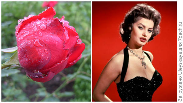Роза сорт Sophia Loren и Софи Лорен, фото сайта Uznayvse.ru