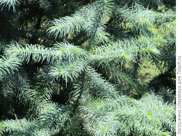 Куннингамия ланцетолистная Glauca, хвойная красавица из Таксодиевых