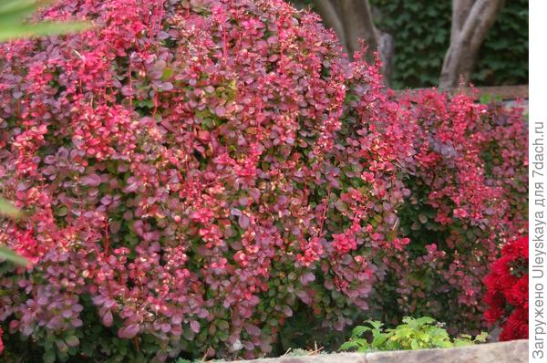 Барбарис Тунберга Atropurpurea Nana