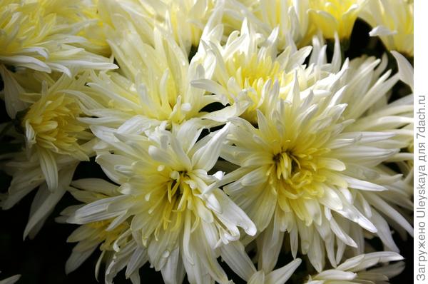 Хризантема сорт Белянка, цветение 28 октября 2016 года в Никите