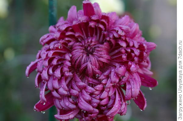 Хризантема сорт Demurral Lilac