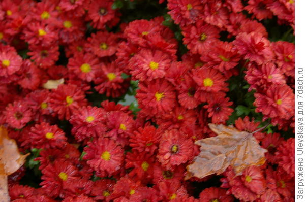Хризантема сорт Blooming Beauty Red