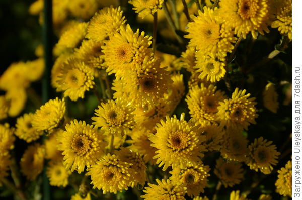 Хризантема сорт Stallion Yellow